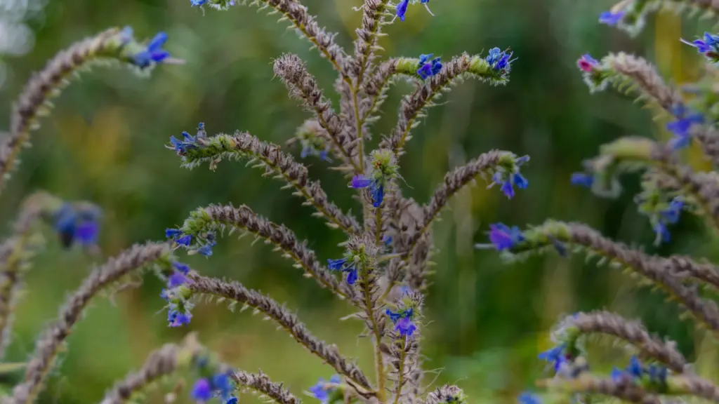 Vipérine commune : reconnaître sa fleur et ses sosies
