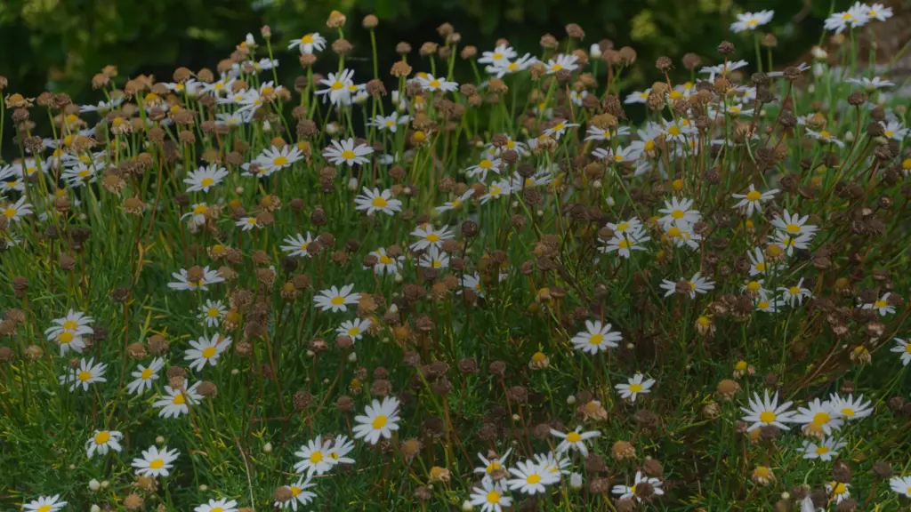 Fleur blanche sauvage des champs : 10 plantes à nommer