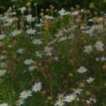Fleurs blanches à coeur jaune dans une prairie
