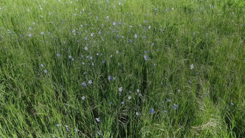 Lin à fleurs bleues : reconnaître les lins et leurs sosies