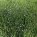 Une prairie parsemée de petites fleurs de lin vivace bleu