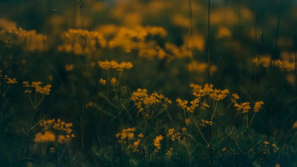 Armoise à fleurs jaunes : commune, annuelle ou Verlot ?