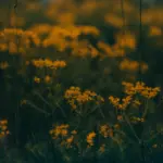 Fleurs jaunes sauvages en bord de champ