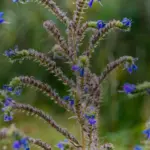 Tiges hérissées de vipérine commune en fleur
