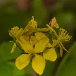 Fleurs jaunes de grande chélidoine sur fond de verdure