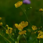 Boutons d'or en fleur dans une prairie