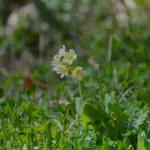 Primevère commune en fleur dans l'herbe d'un talus