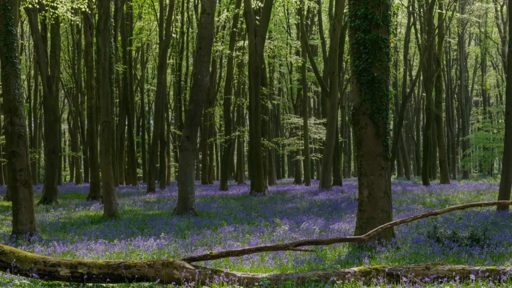 Jacinthe des bois : la reconnaître et éviter l&rsquo;Espagne
