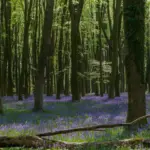 Tapis de jacinthes des bois sous les hêtres au printemps