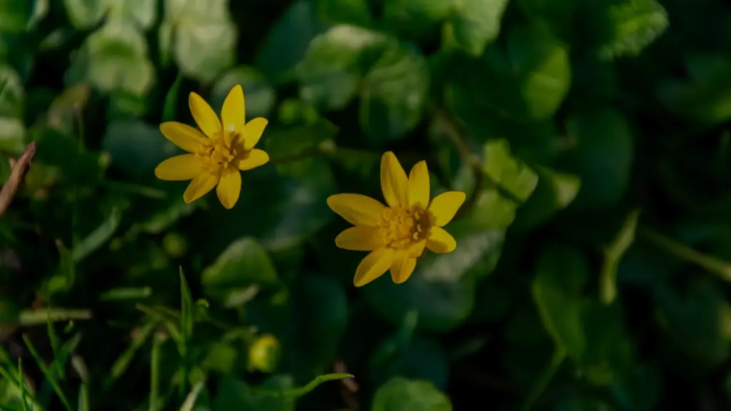 Ficaire : reconnaître la fleur jaune de février à avril