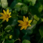 Fleurs de ficaire sur un tapis de feuilles luisantes