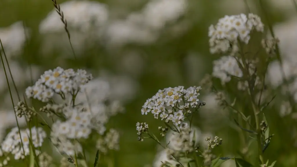 Fleur blanche sauvage toxique : les espèces à écarter