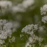 Fleurs blanches sauvages en ombelles