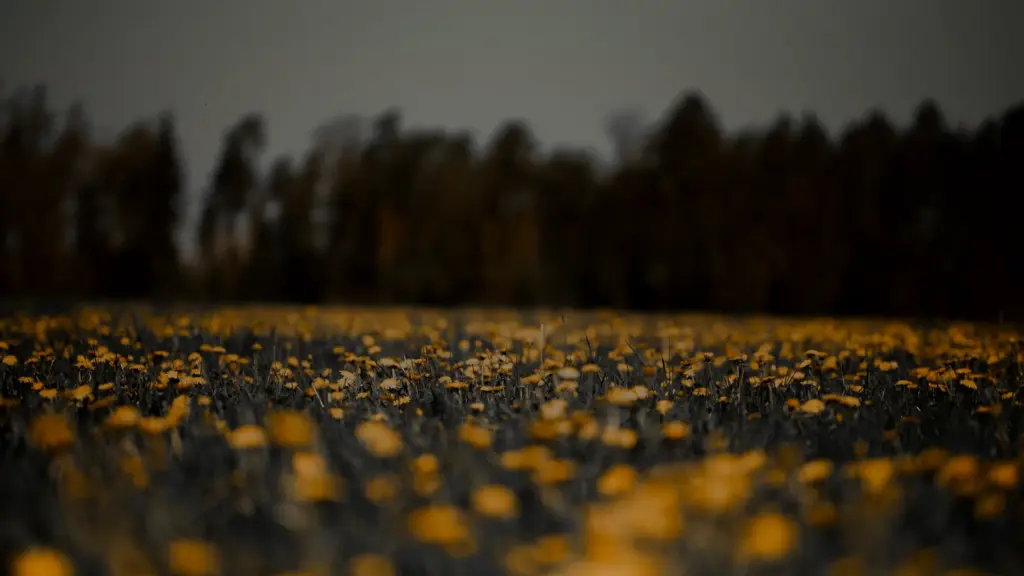 Fleur jaune sauvage envahissante : 20 espèces à nommer