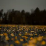 Champ de fleurs jaunes sauvages