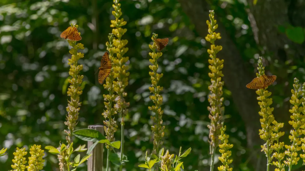 Fleur jaune sauvage à longue tige : dix espèces à nommer