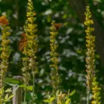 Fleurs jaunes dressées sur longue tige dans une lisière