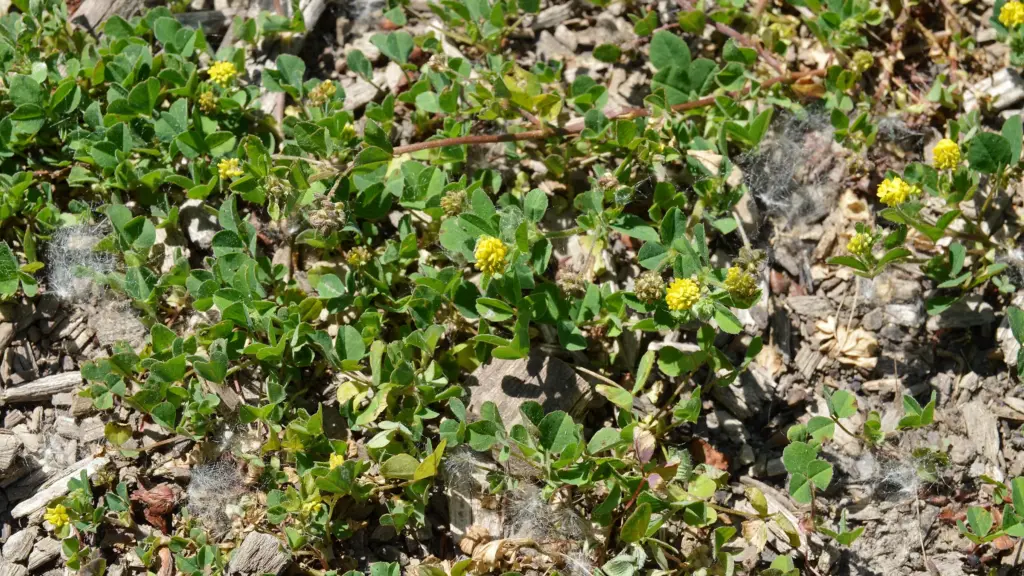 Trèfles à fleurs jaunes : 5 plantes à ne plus confondre