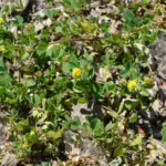 Tapis de luzerne lupuline en fleurs jaunes, Medicago lupulina