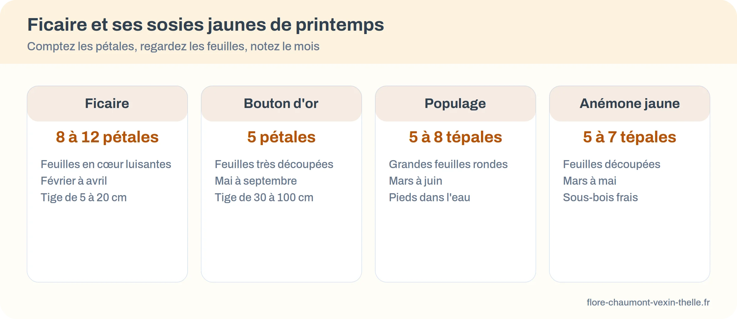Comparaison de la ficaire avec le bouton d'or, le populage et l'anémone jaune