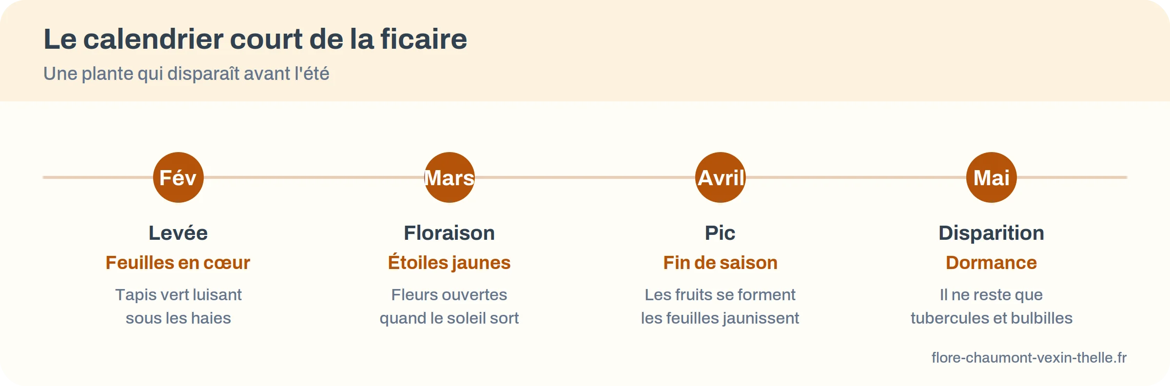 Frise du calendrier de la ficaire de février à mai : levée, floraison, pic, disparition