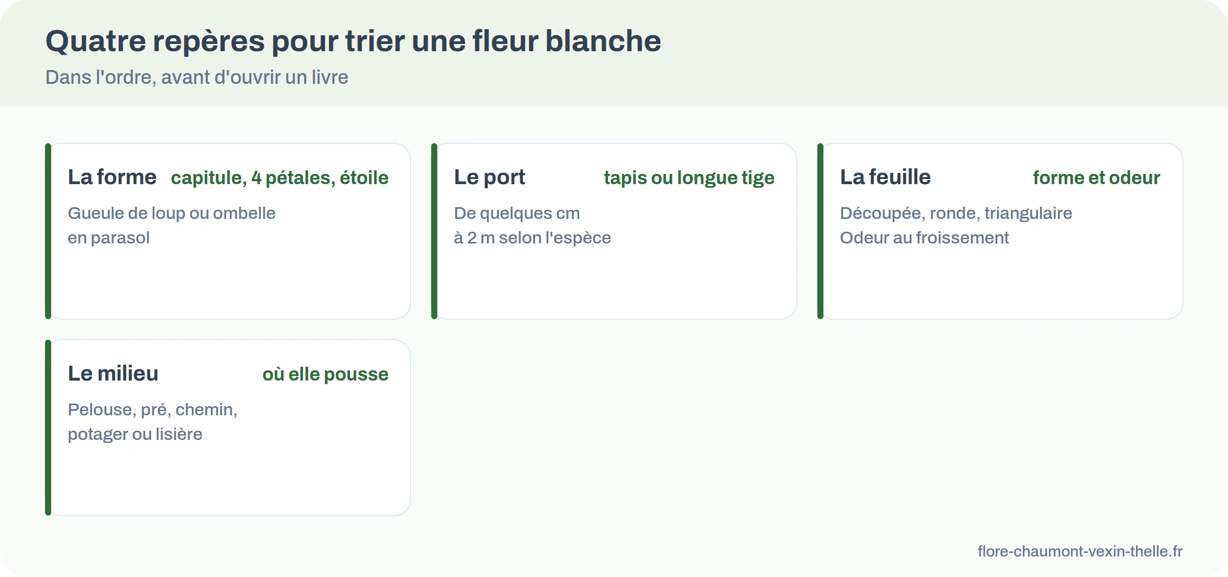 Les quatre repères pour trier une fleur blanche des champs : forme de la fleur, port, feuille et odeur, milieu