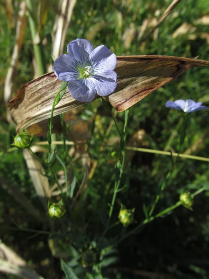 Fleur de lin cultivé bleu-violet à cinq pétales, avec capsules vertes sur la tige