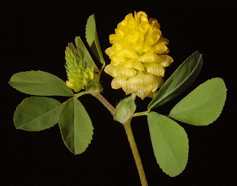 Tête florale jaune doré et feuilles d'un trèfle jaune, Trifolium campestre