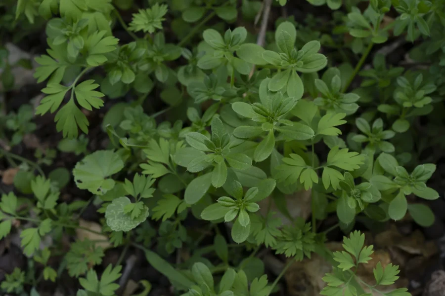 Jeunes pousses de gaillet gratteron avec leurs feuilles étroites disposées en étoile autour de la tige