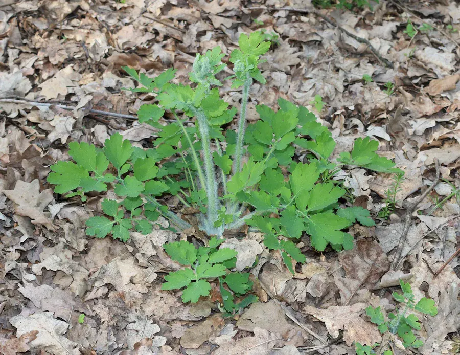 Jeune pied de grande chélidoine en rosette, feuilles lobées vert clair, dans un sous-bois de feuilles mortes