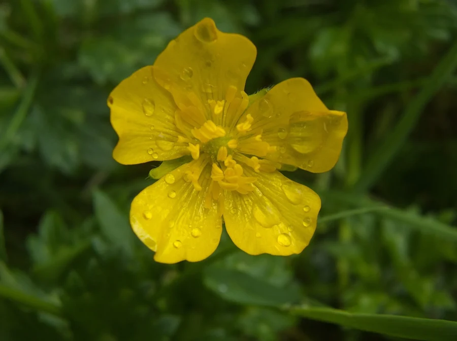 Fleur de renoncule rampante à cinq pétales jaunes vernissés et feuilles découpées en arrière-plan