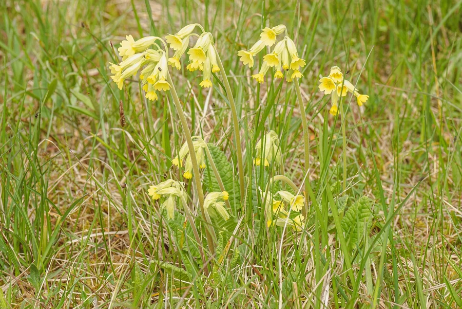 Coucou, Primula veris, en ombelle penchée de fleurs jaunes dans une prairie