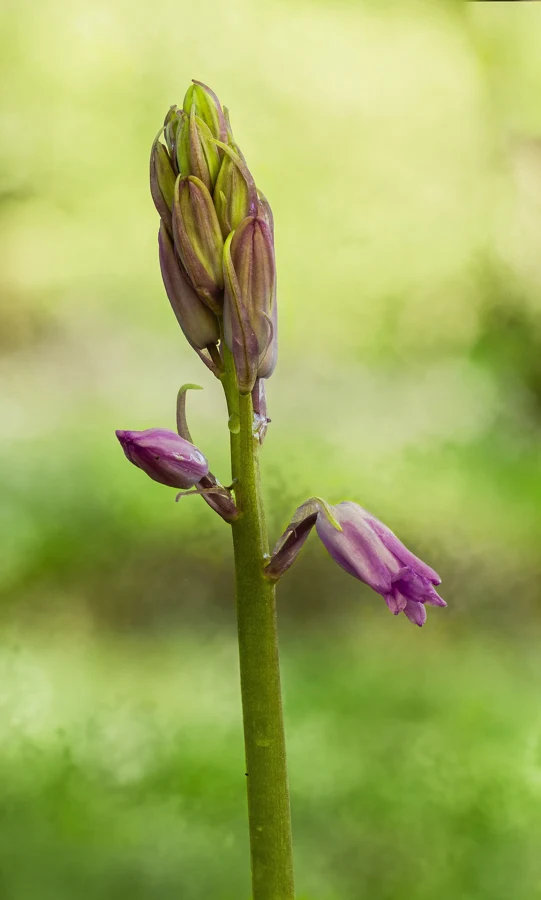 Hampe de jacinthe des bois, Hyacinthoides non-scripta, avec boutons et clochettes penchées