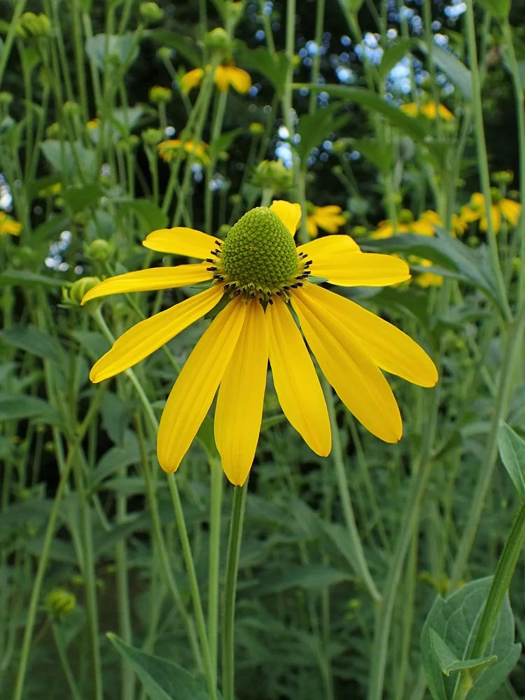 Rudbeckia laciniée : pétales jaunes retombants autour d’un cône central vert