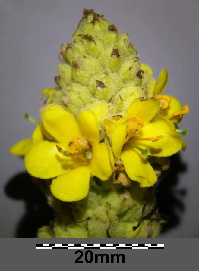 Fleurs jaunes de molène bouillon-blanc en gros plan, avec une règle de 20 mm