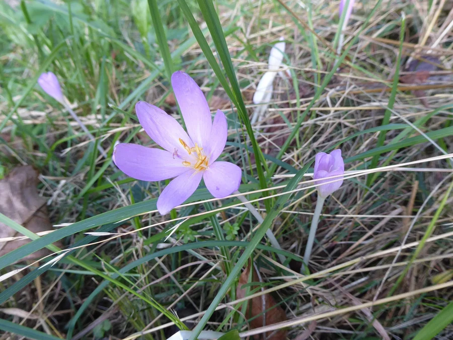 Colchique d'automne en fleur dans l'herbe : six tépales rose lilas et étamines jaunes, sans feuilles