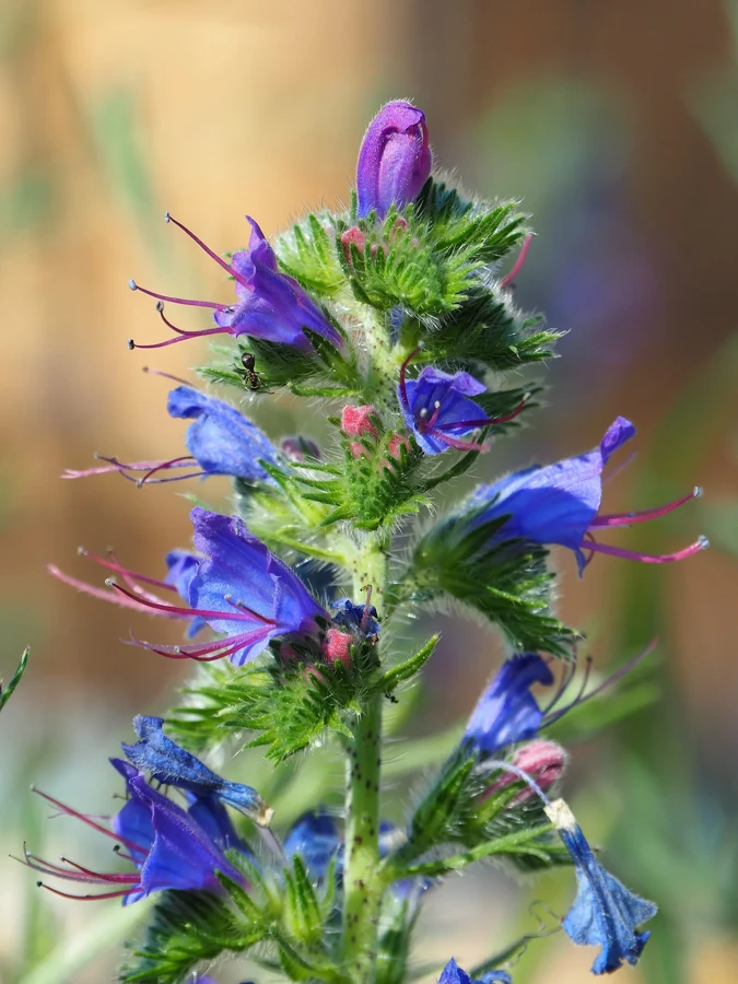 Épi de vipérine commune avec boutons roses, fleurs bleues en entonnoir et étamines rougeâtres saillantes