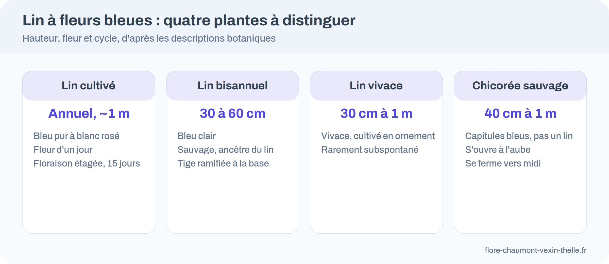 Comparatif de quatre plantes à fleurs bleues : lin cultivé, lin bisannuel, lin vivace et chicorée sauvage