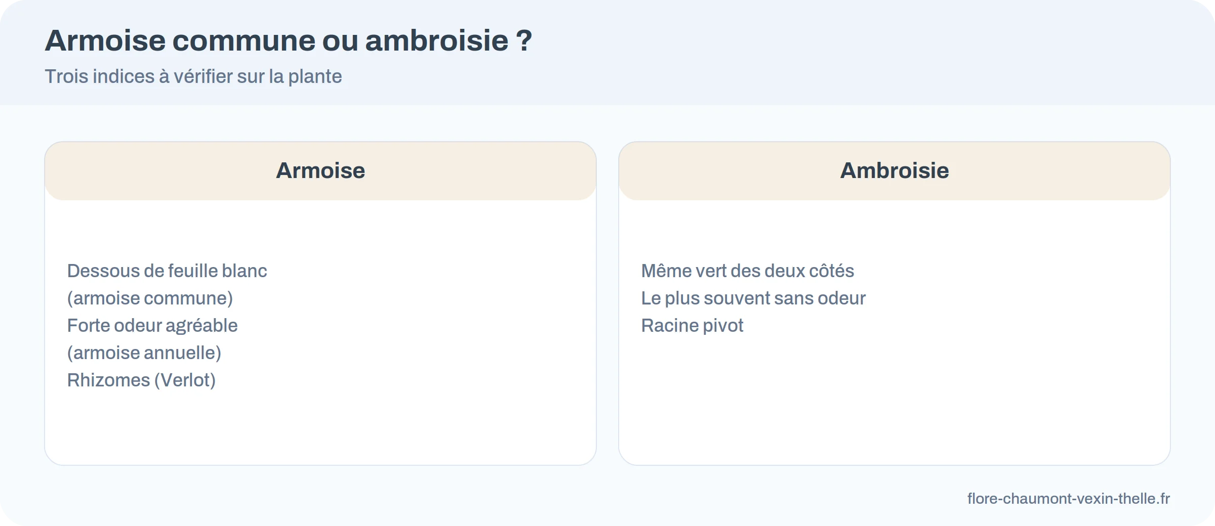 Trois indices pour distinguer une armoise d'une ambroisie