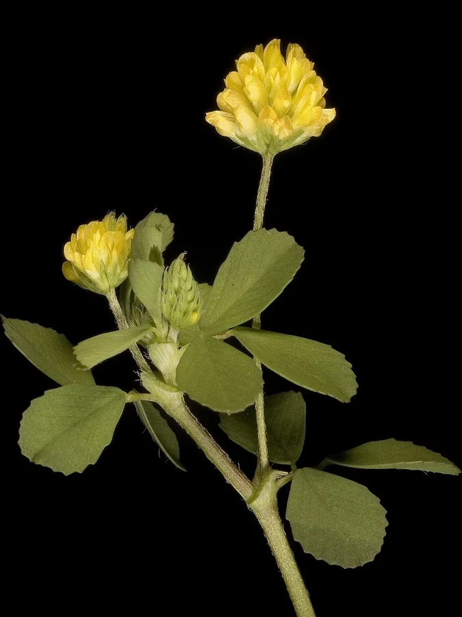 Petites têtes jaunes de petit trèfle jaune, Trifolium dubium, sur une tige feuillée