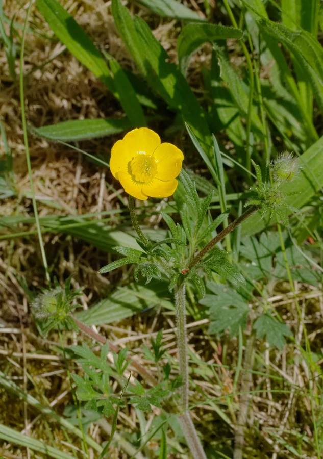 Renoncule bulbeuse en fleur dans une pelouse sèche, feuilles découpées autour de la tige