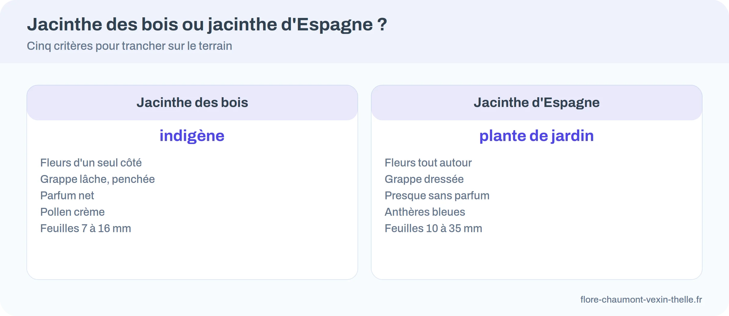 Comparaison entre jacinthe des bois et jacinthe d’Espagne en cinq critères