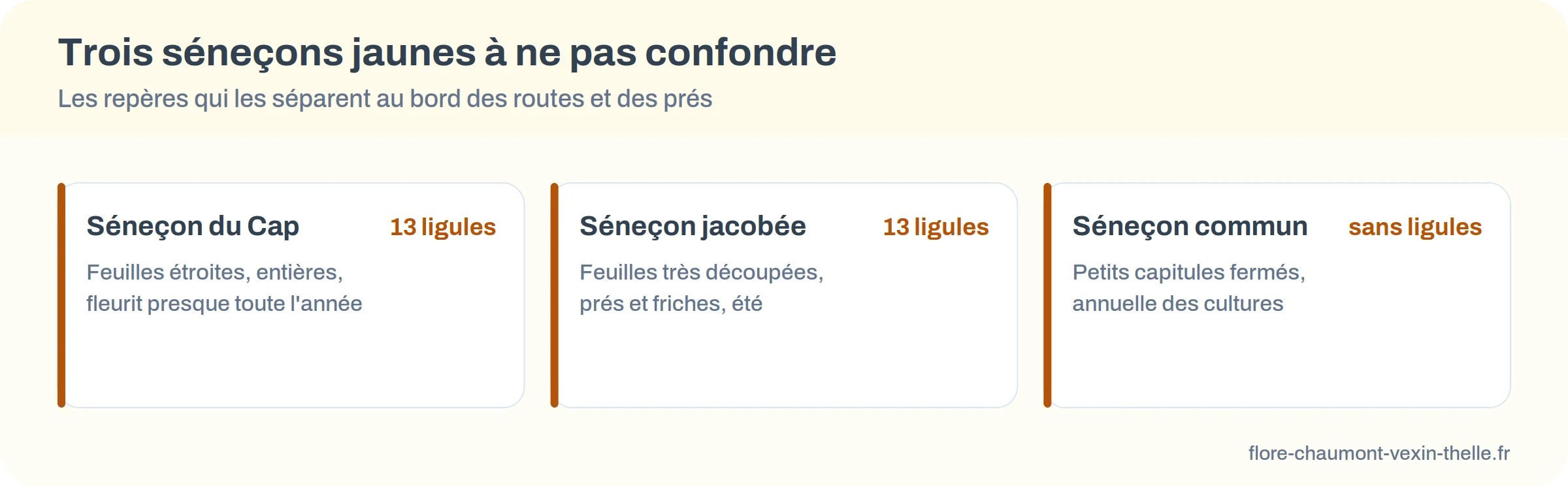 Trois séneçons jaunes à ne pas confondre : séneçon du Cap, séneçon jacobée, séneçon commun