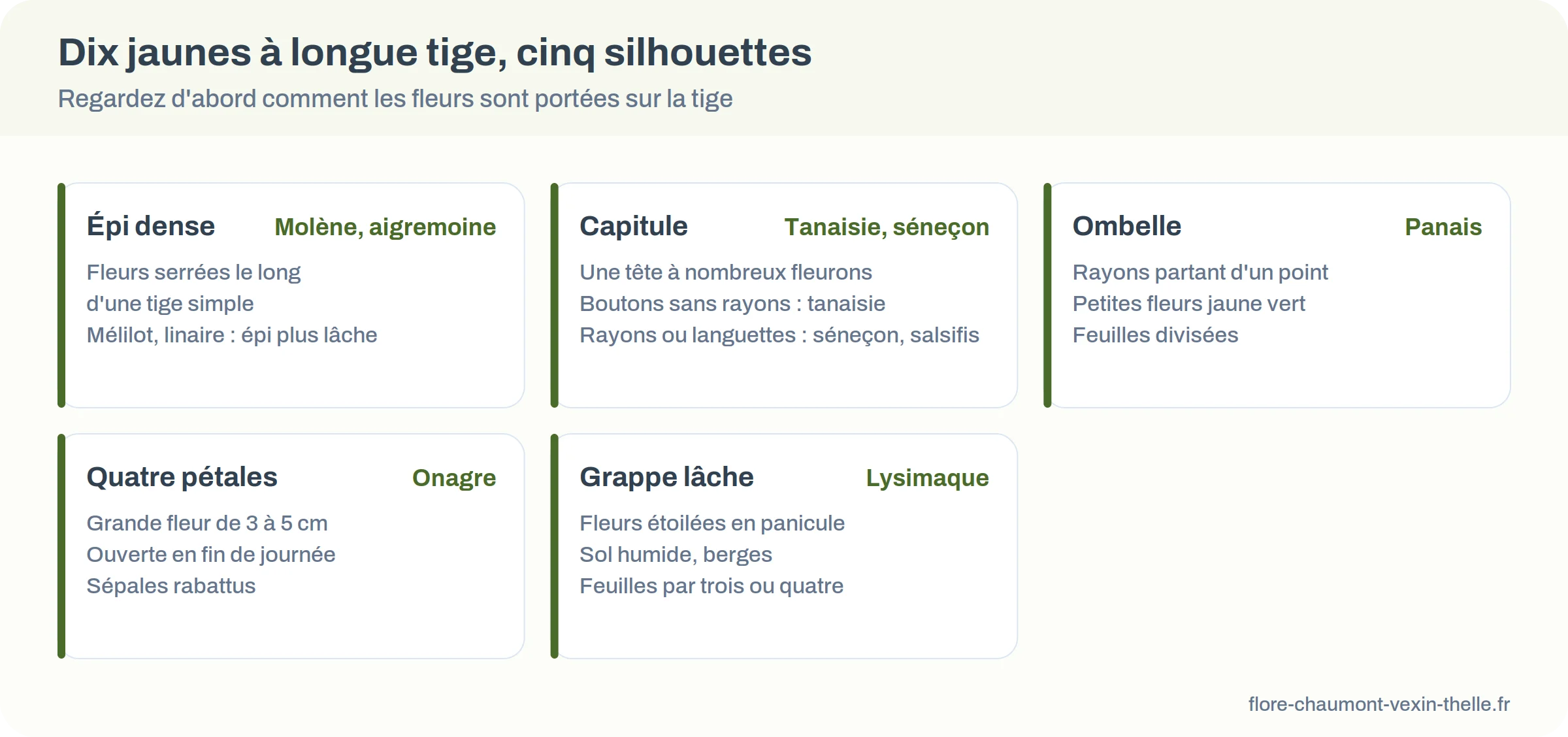 Dix fleurs jaunes à longue tige classées en cinq silhouettes : épi, capitule, ombelle, quatre pétales, grappe lâche