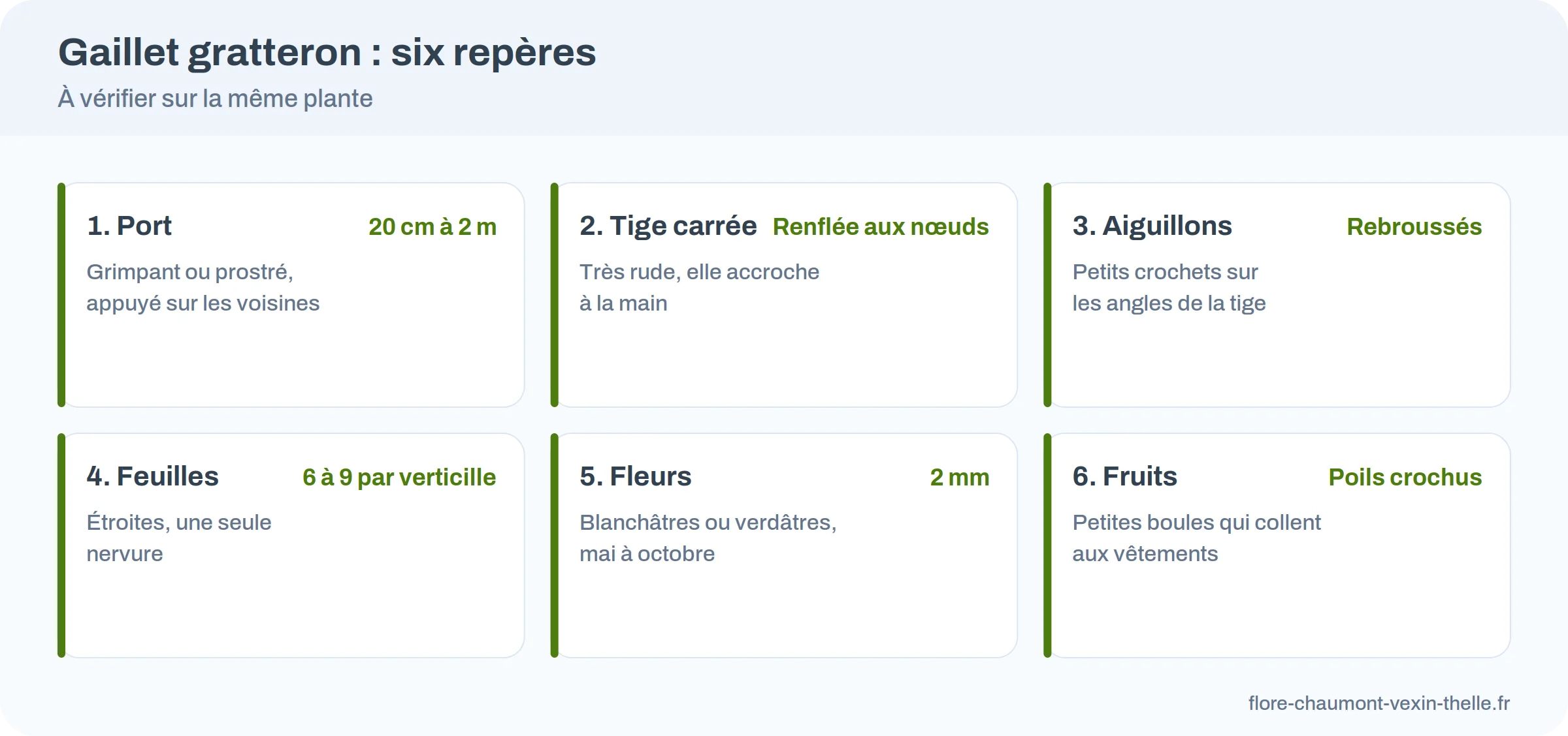 Six repères pour reconnaître le gaillet gratteron : port, tige carrée, aiguillons, feuilles par 6 à 9, fleurs de 2 mm, fruits à crochets