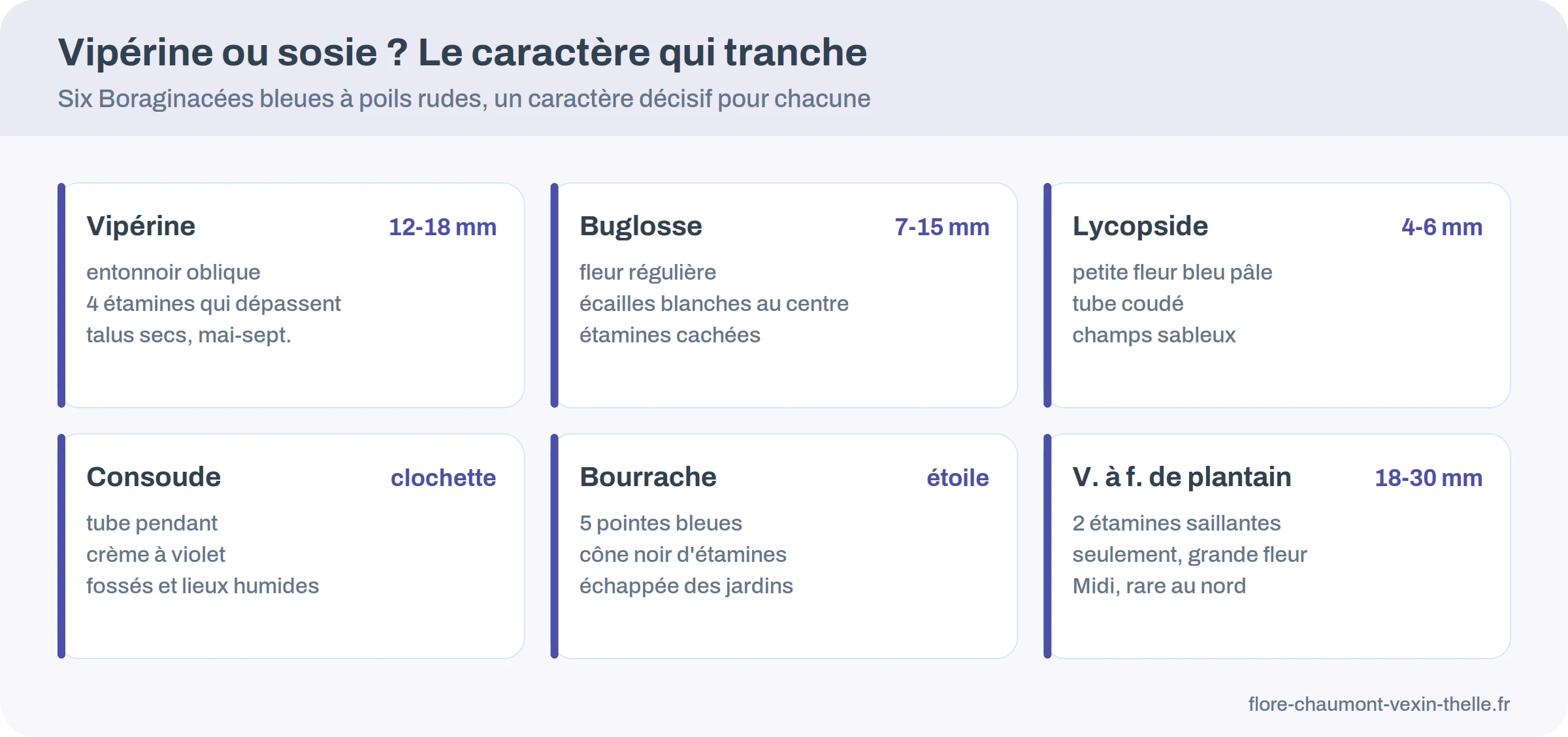 Clé d'identification de la vipérine commune face à la buglosse, la lycopside, la consoude et la bourrache
