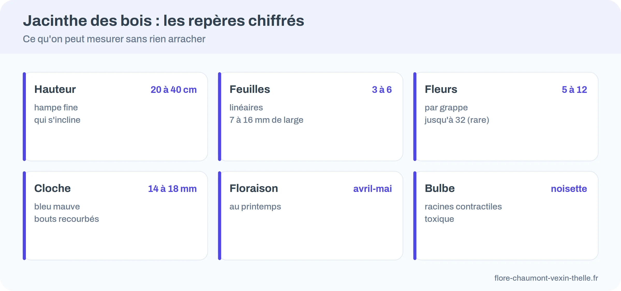 Repères chiffrés de la jacinthe des bois : hauteur, feuilles, fleurs, cloche, floraison, bulbe