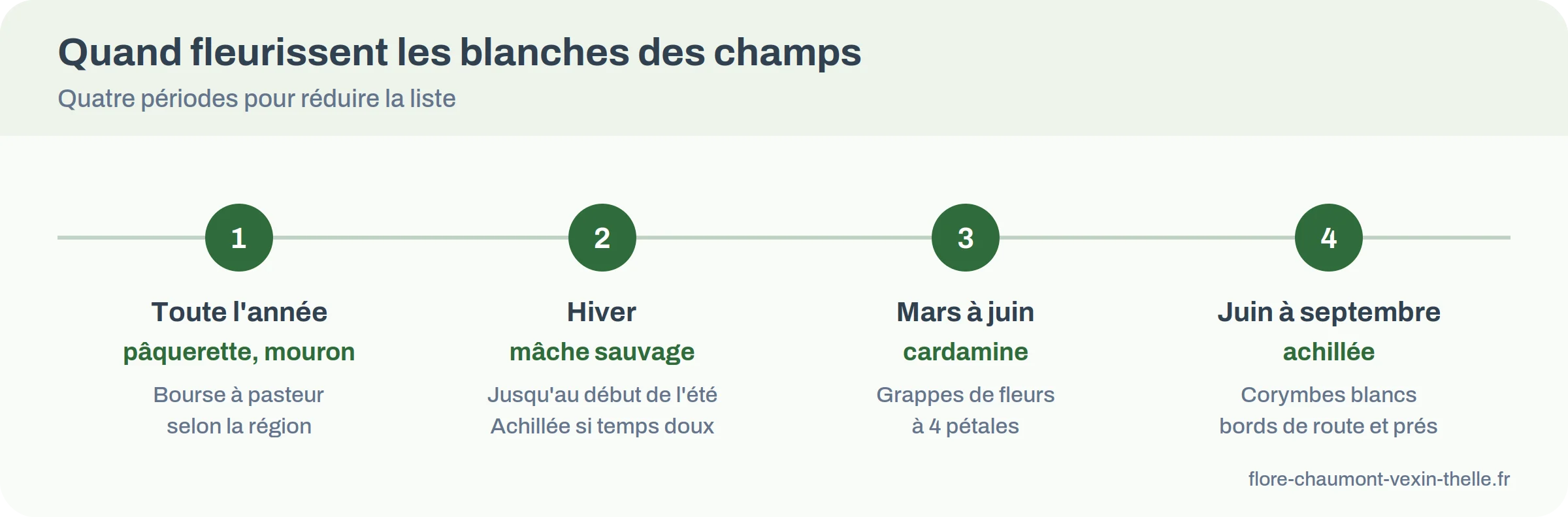 Calendrier des floraisons de fleurs blanches des champs : hiver, mars à juin, juin à septembre