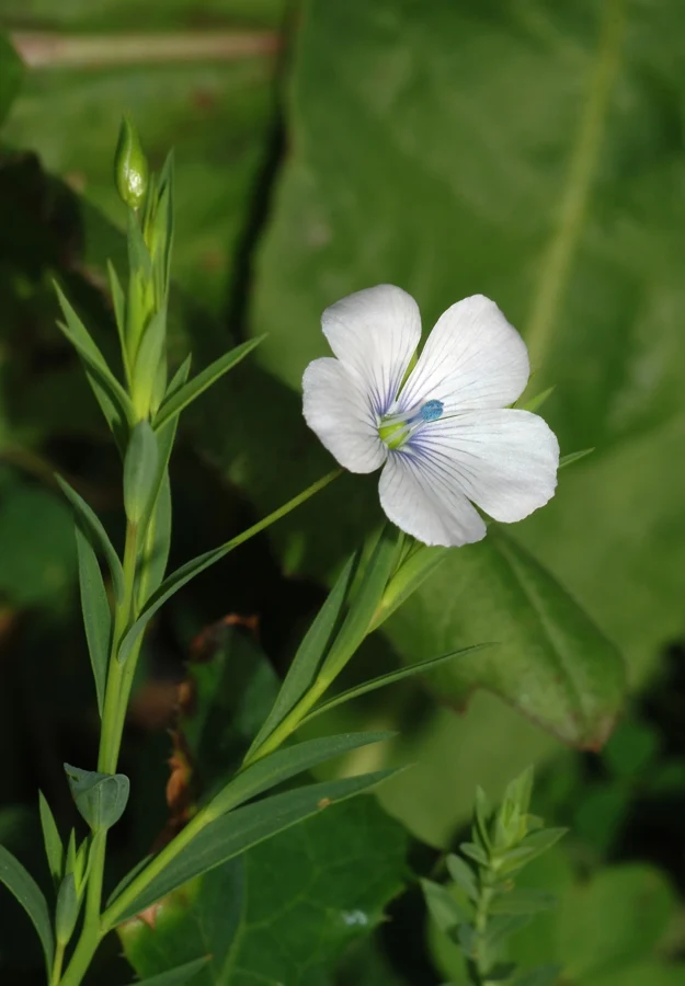 Fleur claire de lin bisannuel, presque blanche, sur une tige à feuilles étroites