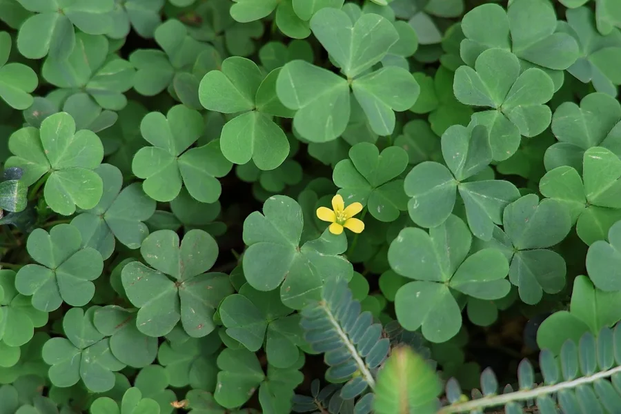 Feuilles en cœur et petite fleur jaune d'un oxalis corniculé, Oxalis corniculata